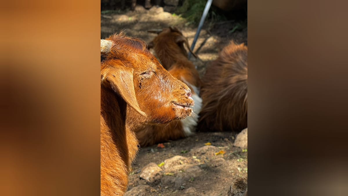 Dy vatra të murtajës në Qarkun Dibër, Ministria e Bujqësisë urdhëron ndalimin e lëvizjes së të imtave