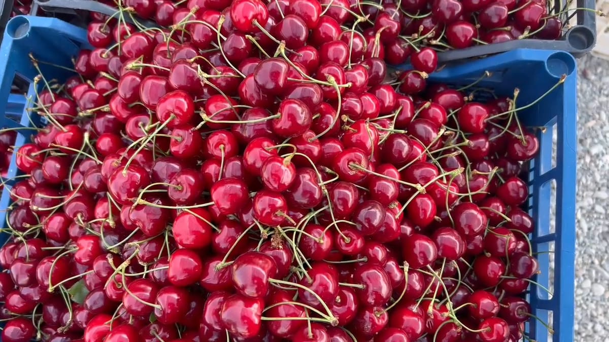 Qershia në Dibër, 600 – 700 lekë kilogrami