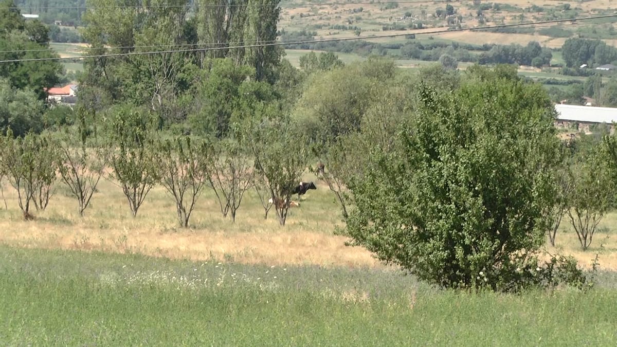 Shfaqet Bruceloza në Dibër, izolohen disa familje