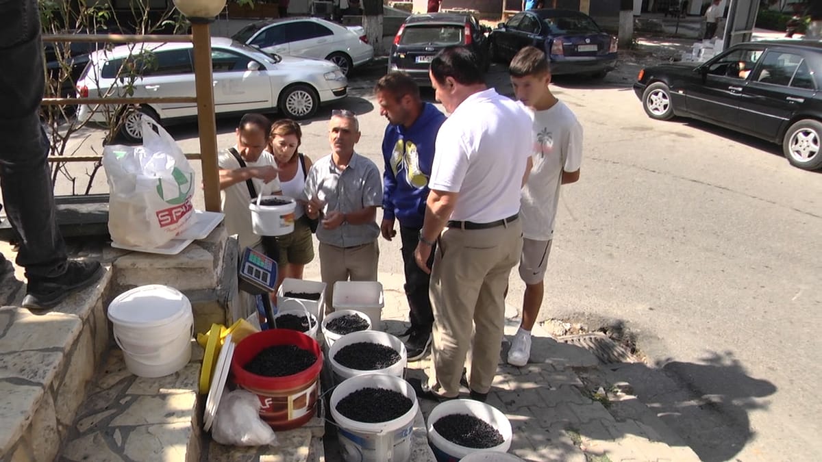 Dibër, del në treg boronica, por problem mbetet shitja