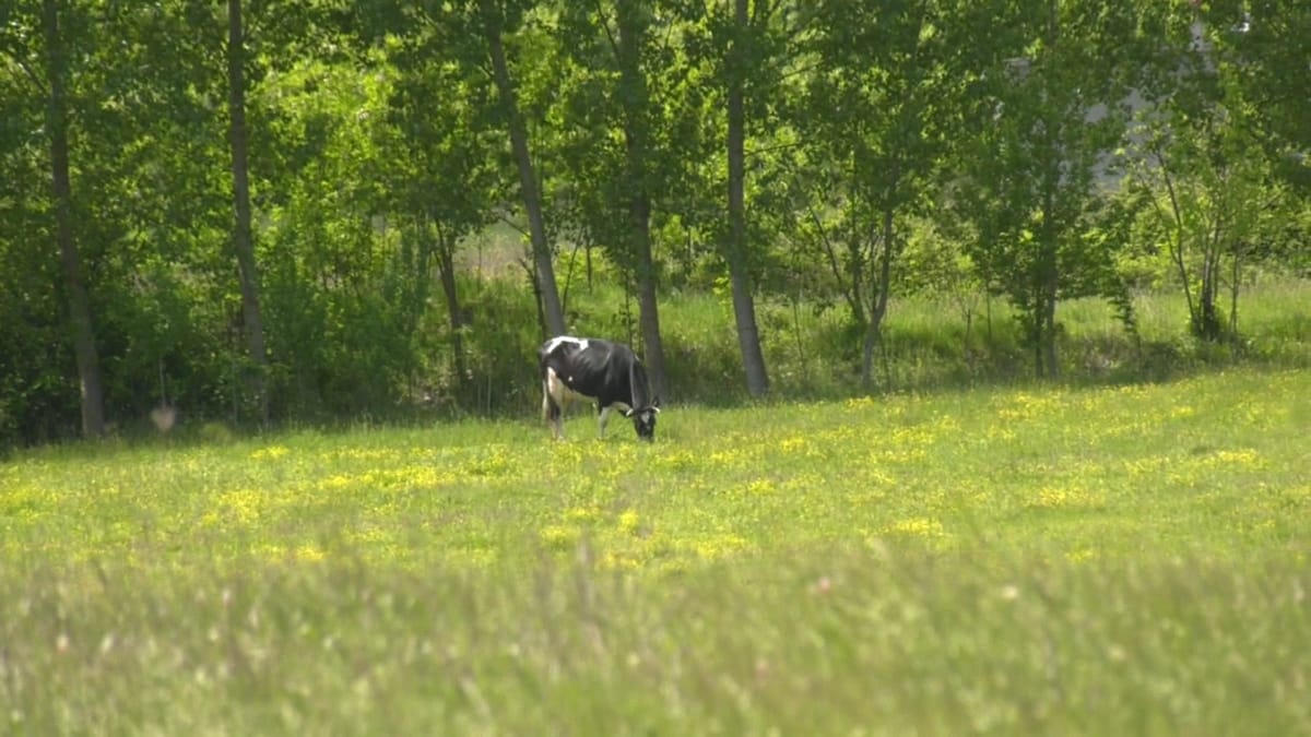 (VIDEO)Skema Kombëtare e Investimeve, shumë pak aplikime që prej 30 Korrikut