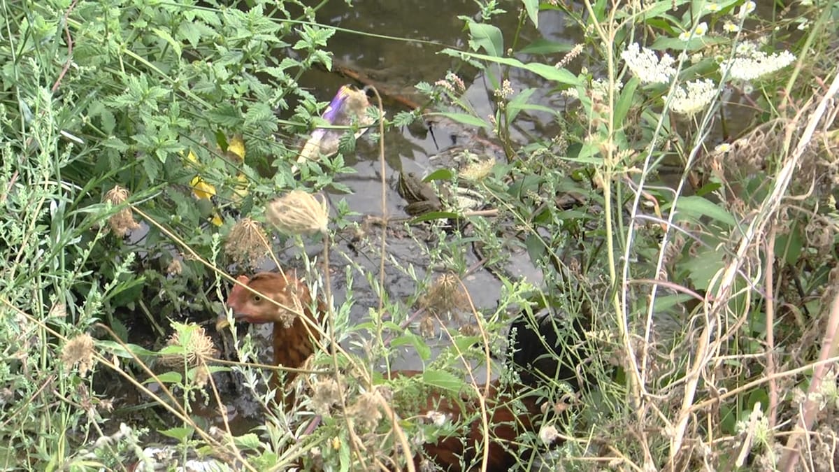 (VIDEO)Ujërat e zeza në Suç, vijojnë të jenë në sipërfaqe e të ndotin ambjentin