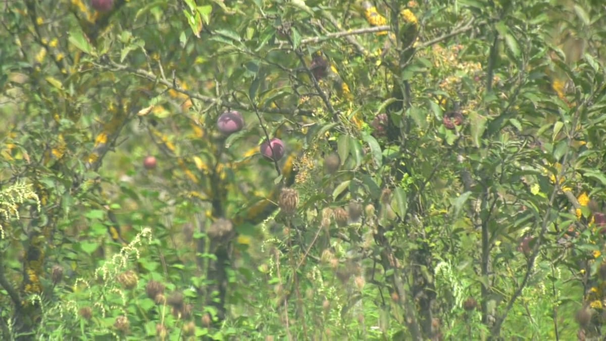 Fermerët në pritje të lëvrimit të lekëve për mbështetjen në bujqësi