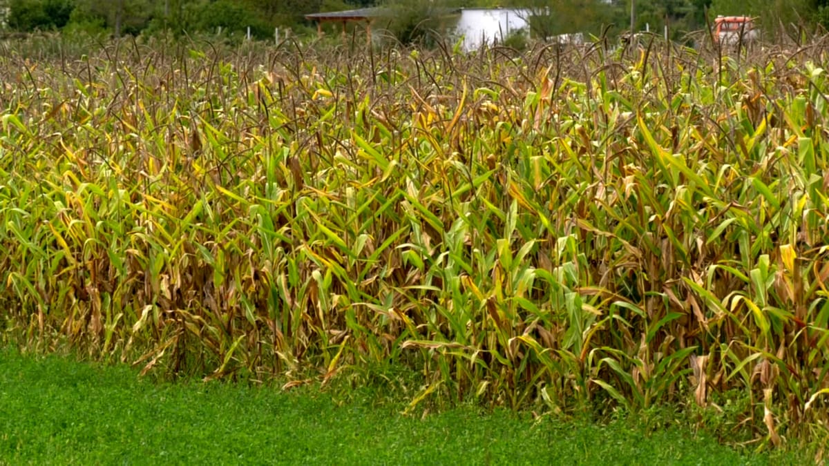 Mbyllen aplikimet për Skemën Kombëtare të Investimeve