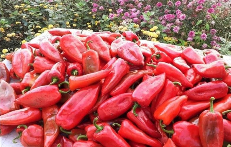 Pas pjeshkëve të bllokuara në Kroaci, Sllovenia tërheq nga tregu specat e kuq të importuar nga Shqipëria!