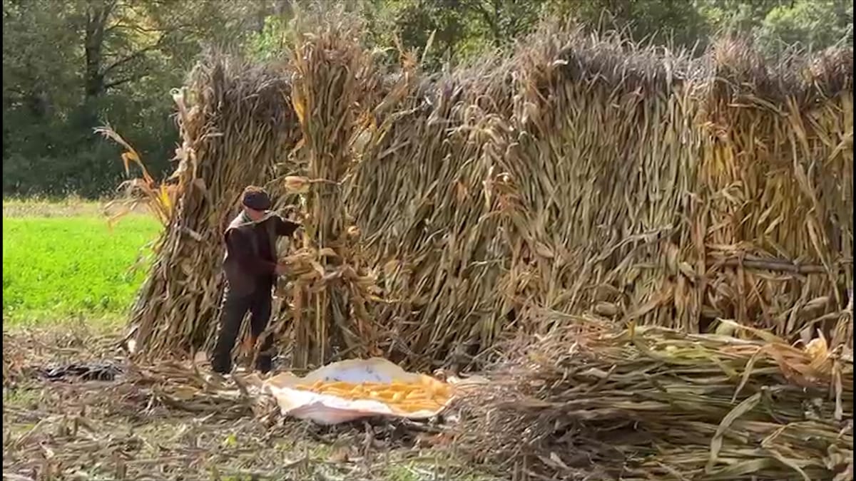 81-vjeçari që nuk i ndahet bujqësisë, Elez Elezi: nuk na del pensioni