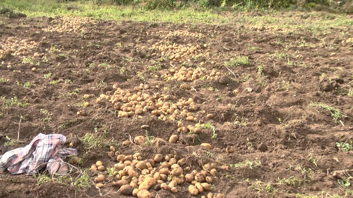 Popinar, Dibër / Fshati një mijë metra mbi nivelin e detit që jeton me bujqësi