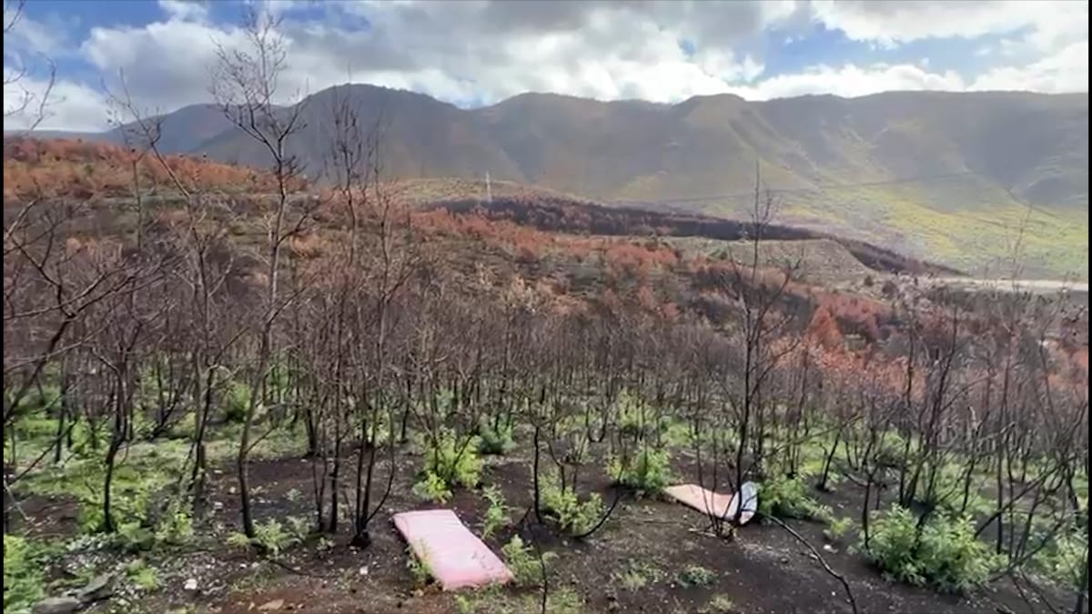 Pyjet e djegura gjatë verës, prefekti Shehu: kemi orjentuar bashkitë të bëjnë ripyllëzimin