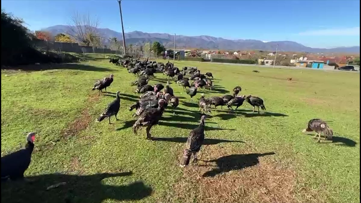 Shitësi i gjelave të detit