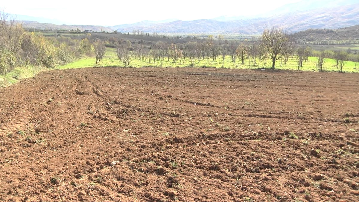 Shitësi i lakrave në fshatin “Vakuf” të Dibrës