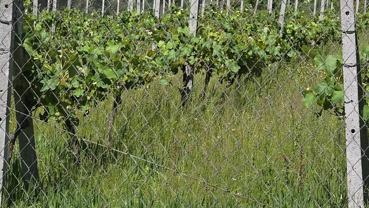 Fermerët në pritje të subvencioneve