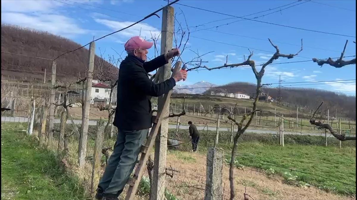 Krasitje në Dhjetor, 83-vjeçari Hysni Keçi: e bëj çdo vit