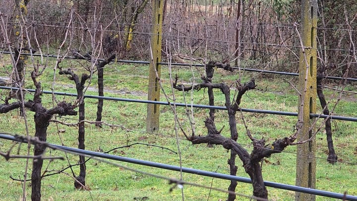 Koha e krasistjes, Pjeçi: Fermerët mund të marrin konsulencë pranë Ekstensionit Bujqësor