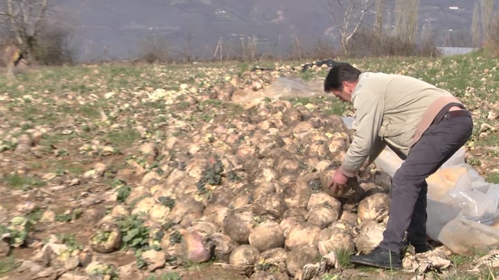 La emigrimin për të punuar në vendlindje, zhgënjehet fermeri nga Sohodolli i Dibrës