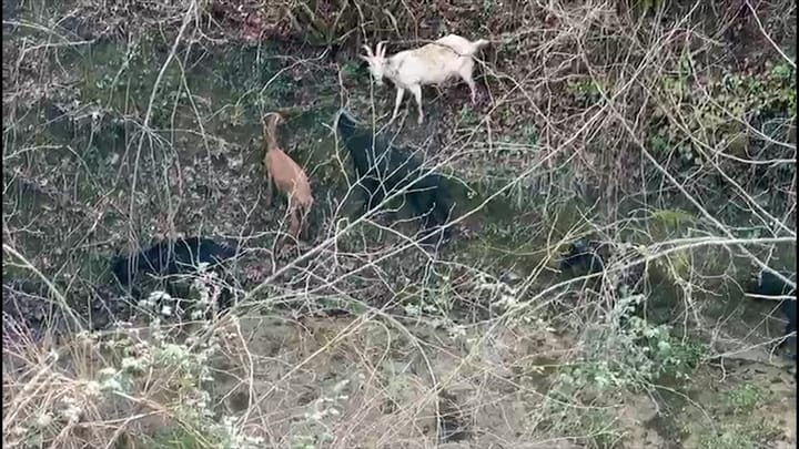 Blegtoria drejt zhdukjes?