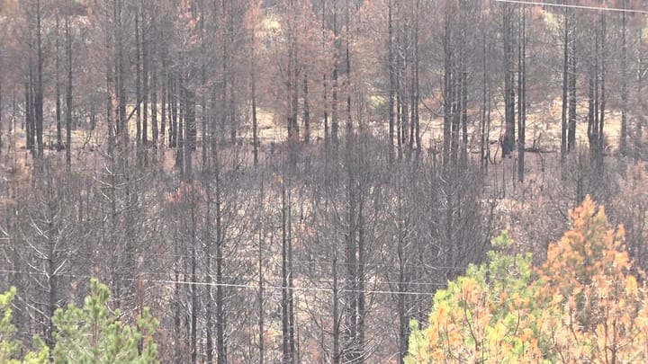 Masivi i djegur vitin e kaluar, Bashkia Klos projekt për ripyllëzim