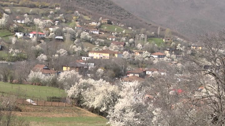 Valikardha, fshati i kumbullave autoktone