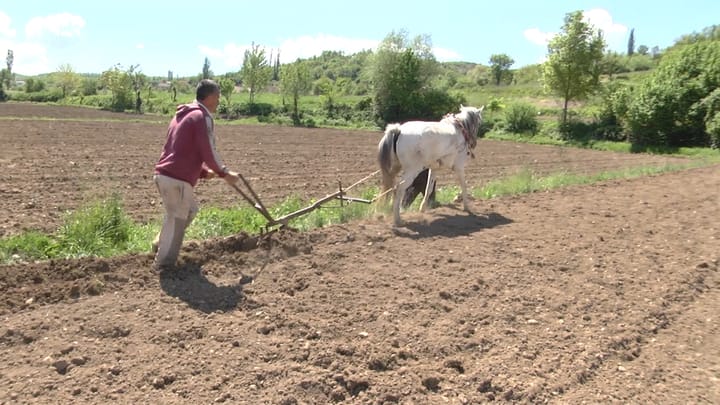 Çmimi i lartë i naftës kthen punimin e tokës me kafshë