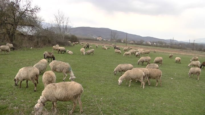 Murtaja, autoritetet në alarm, nis kontrolli në çdo fermë