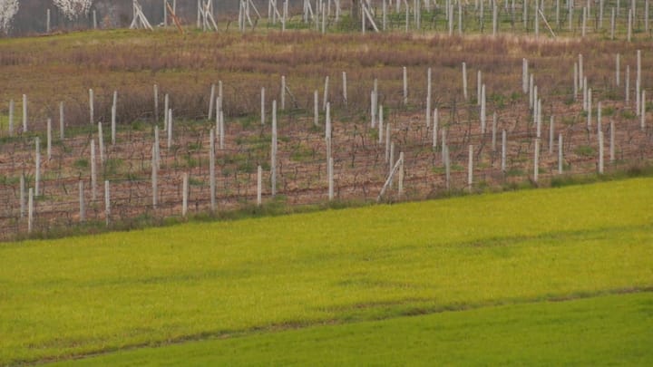 Subvencionet 2026 / Ulet numri i krerë për blegtorët përfitues të skemës