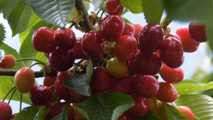 Fermerët e qershisë në Dibër përballen me mungesë të fuqisë punëtore