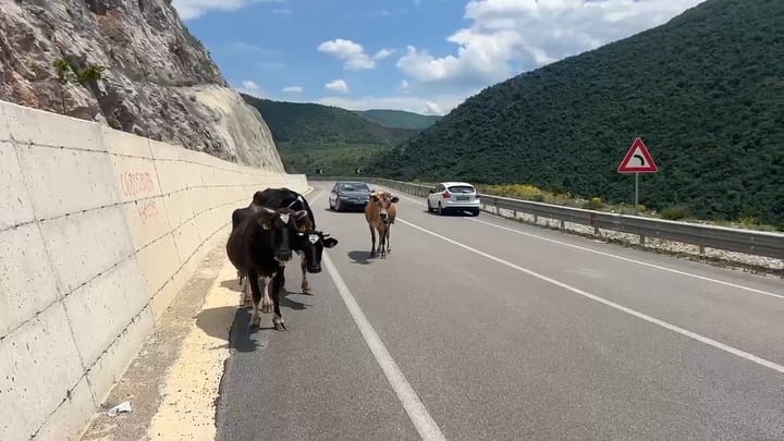 Kafshët shtëpiake bëhen burim aksidentesh në rrugën e Arbrit