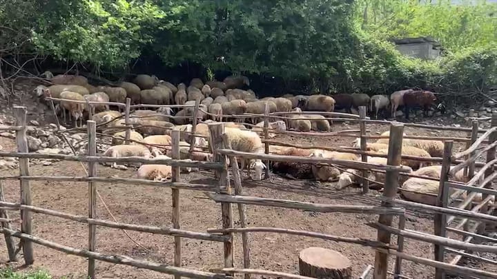“Zhduket” blegtoria në Dibër?