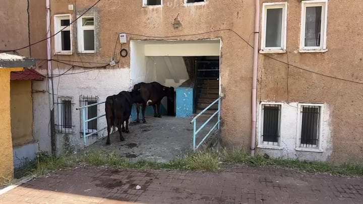 Bulqizë / Pallati i dëmtuar nga tërmeti kthehet në “strehë” për lopët