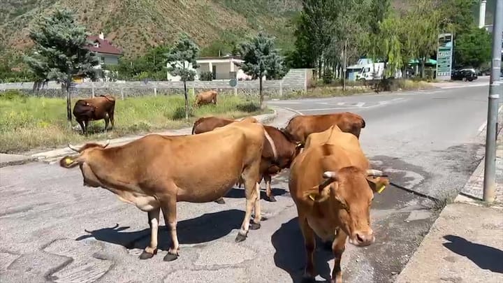Bulqizë, lopët në rrugët e qytetit, shqetësim për qytetarët dhe burim aksidentesh