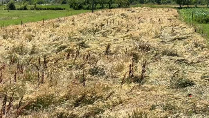 Shirat e pak ditëve më parë, dëmtojnë grurin në luginën e Matit