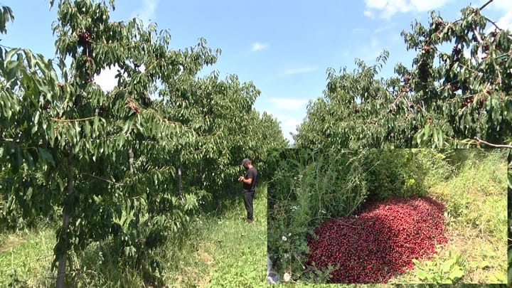 Dibër, qershia mbetet në pemë, shkak mungesa e fuqisë punëtore dhe tregut me shumicë