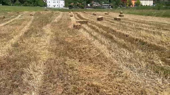 Korrja e grurit, fermerët të pakënaqur me prodhimin