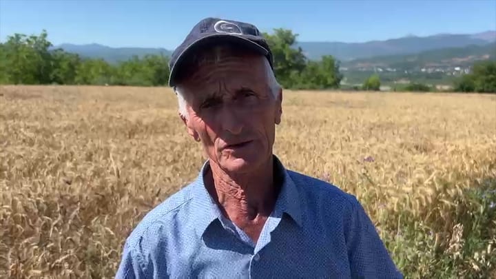 Maqellarë, mbjell grurë për konsum familjar