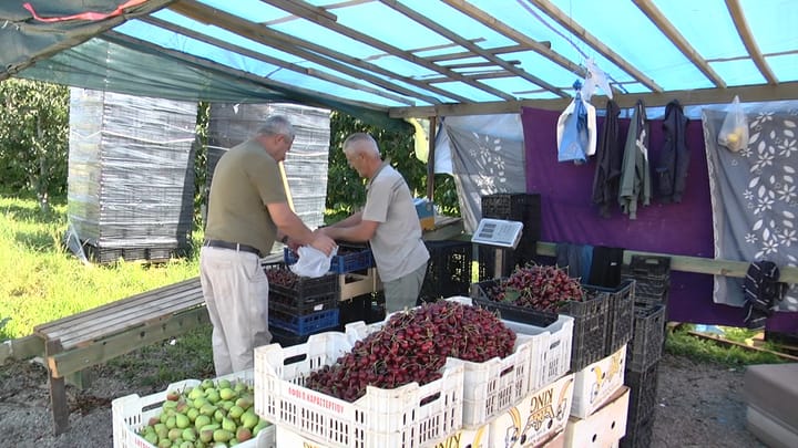 Përfundon sezoni i qershisë në Dibër, fermerët marrin prodhimin e varietetit të fundit