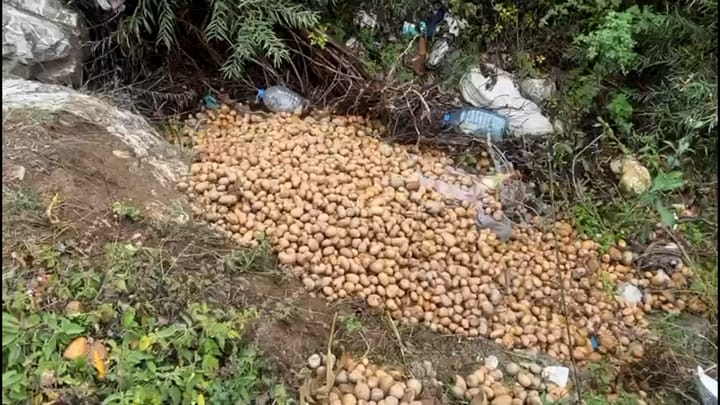 Dibër, fermerët hedhin prodhimin e patates: nuk gjetëm treg shitje