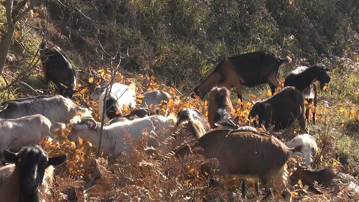 Fluks i lartë aplikimesh për mbështetjen në bujqësi