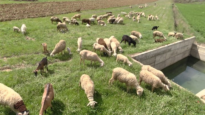 I riu i përkushtuar ndaj blegtorisë, sjell dele nga Greqia