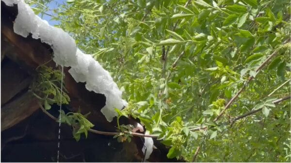 Borë në mes të pranverës,trashësia arriti në 15 centimetra, shkakton dëme në bujqësi në Dibër dhe në Bulqizë