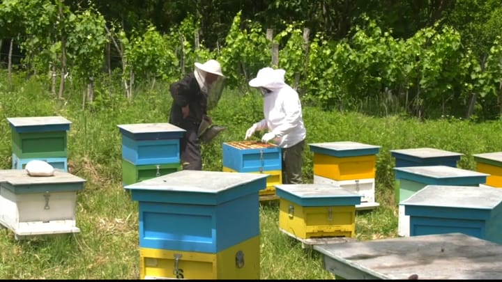 Dita Ndërkombëtare e Bletarisë, “Mat Tv” vjen me një emision të posaçëm