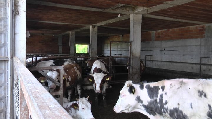 Subvencionet në bujqësi, specialistët po përpunojnë dokumentacionin