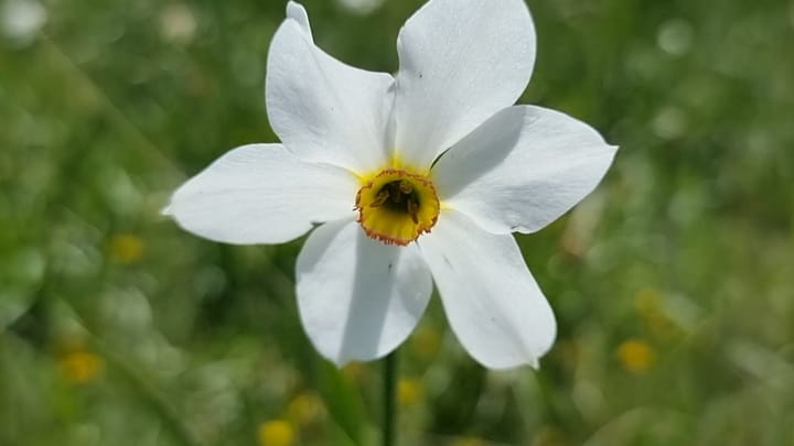 “Ikën” lulja e Poetit, por vizitorët lënë mbeturinat