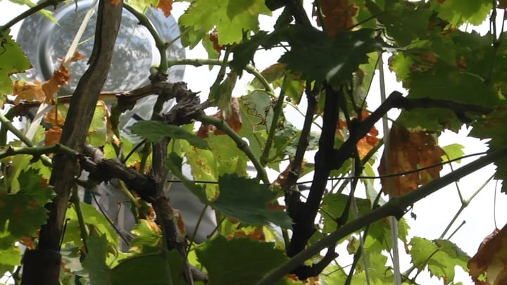 Klos / Fullqet, banorët kërkojnë ujin vaditës: Po na thahen të mbjellat