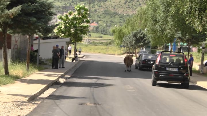 Lopët “pushtojnë” parkun e pushimit në Bulqizë