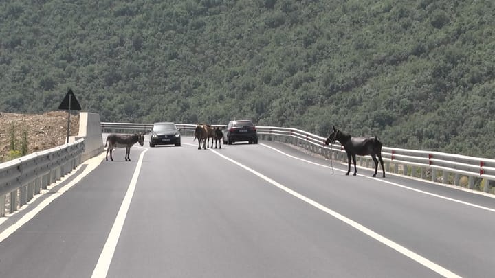 Kafshët në rrugën e Arbrit rrezikojnë mjetet