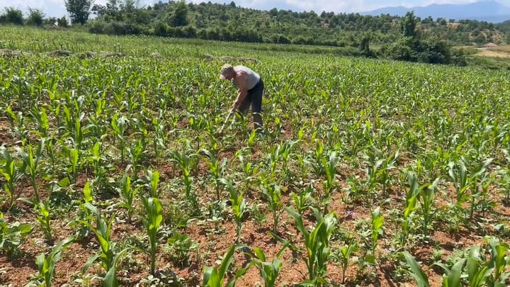 Sfida e një bujku, nga temperaturat e larta tek kostot e rritura