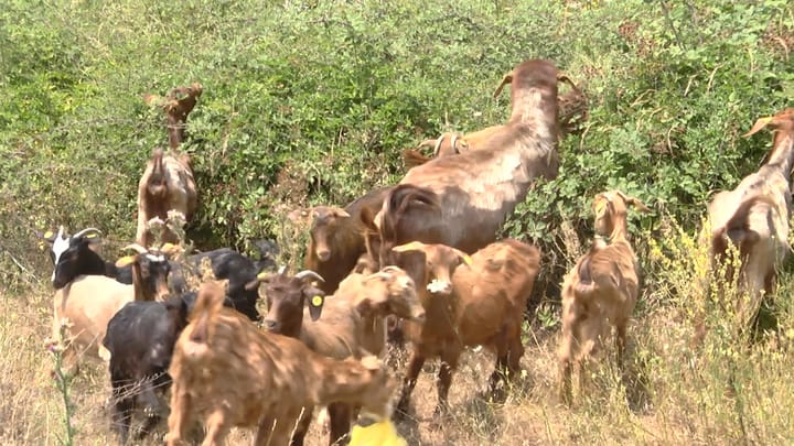 BULQIZË, I PËRKUSHTUAR NDAJ BLEGTORISË