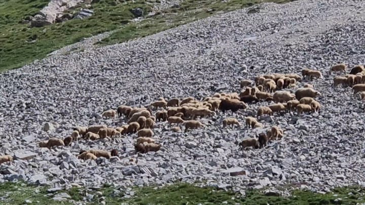 Bie numri i blektorisë që shfrytëzojnë gjatë verës malin e Korabit në Dibër