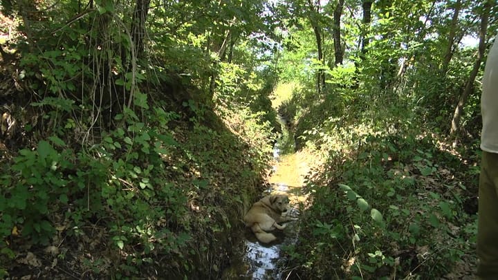 Mungesa e ujit vaditës, ankohen banorët e Shupenzës