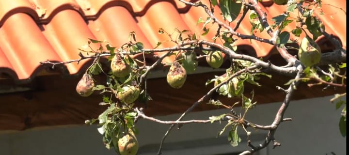 Pasojat e breshërit shkatërrimtar në Xibër – Murrize, banorët apel institucioneve: Na kompensoni!