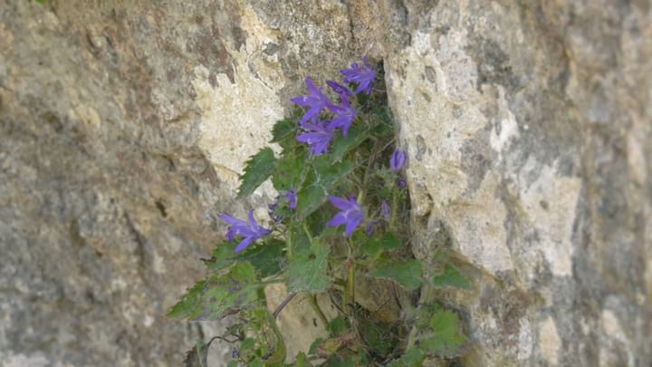 Mati, thesar i bimëve endemike